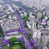 Jacaranda trees in Buenos Aires