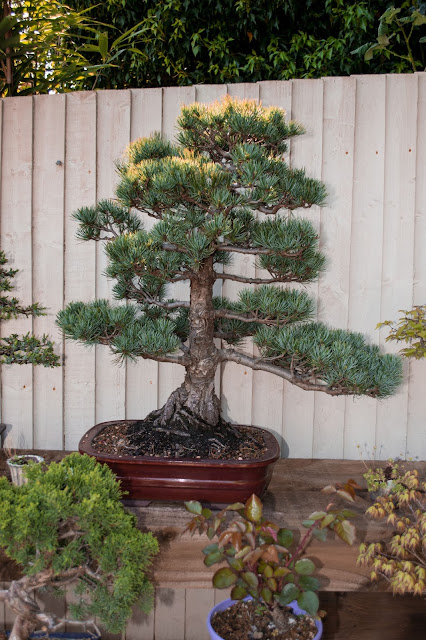 JWP Bonsai, Japanese white pine, Pine Bonsai, Pinus Parviflora