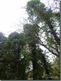 P1200177