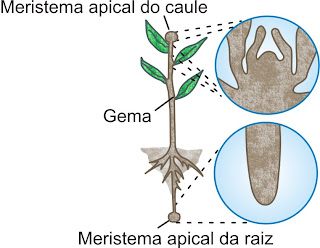 Resultado de imagem para crescimento primário e secundario planta