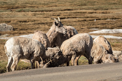 Rocky Mountain Bighorn Sheep, Mount Evans