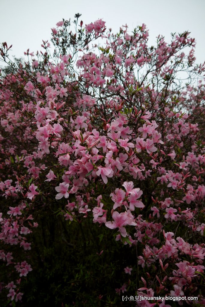 2011陽明山花季  櫻花 杜鵑花  春天