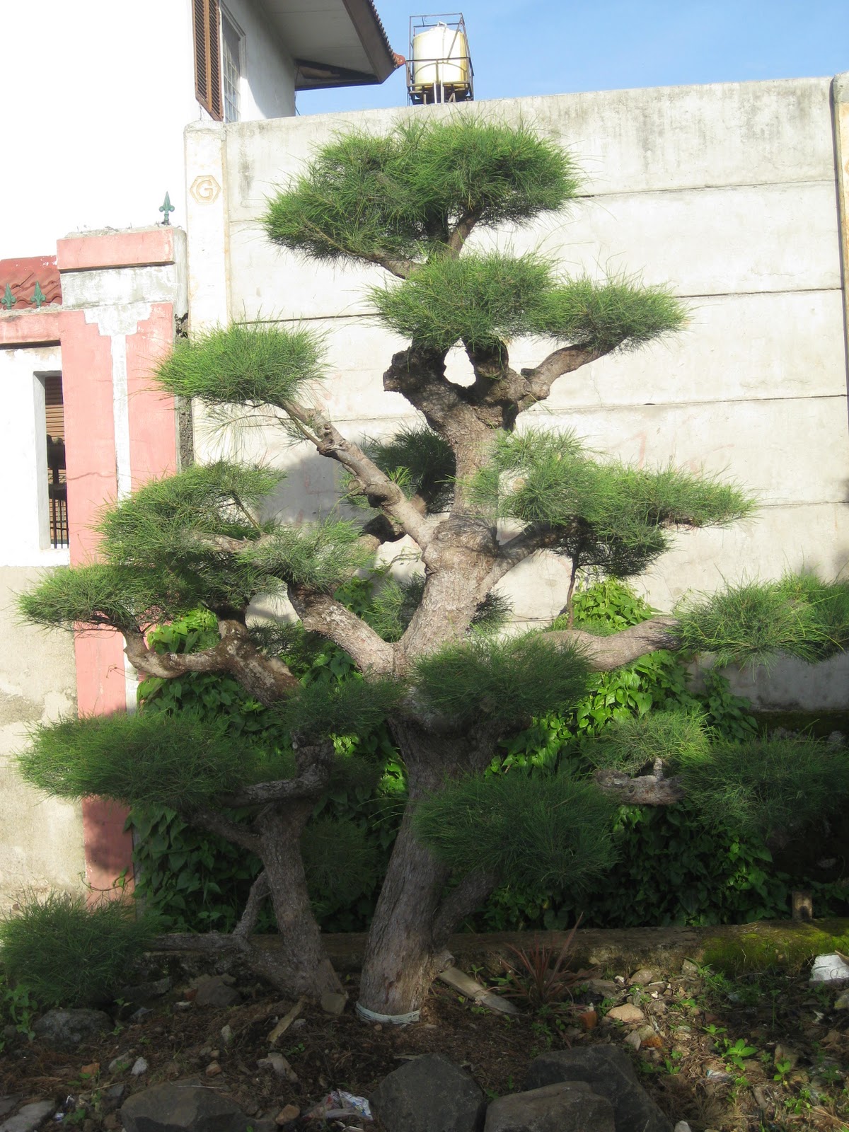 Jual Bonsai Cemara Udang Murah Berbakat Taman  Landscape 