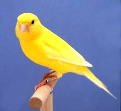 Yellow Canary Birds