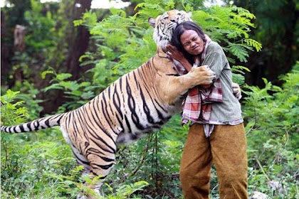 The Friendship between Tiger and Human