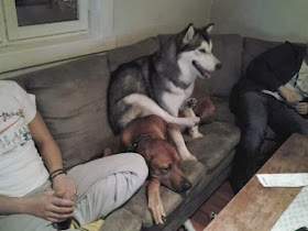 Cute dogs (50 pics), dog pictures, husky sits on other dog