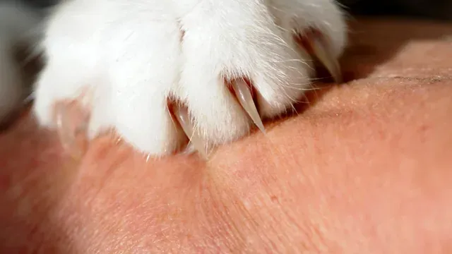 Safely Trimming Your Cat's Nails: Expert Tips for a Purr-fect Experience