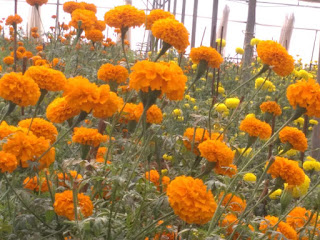 Beautiful Shadnagar 60 Acres Flower Garden Farm Land for Sale 