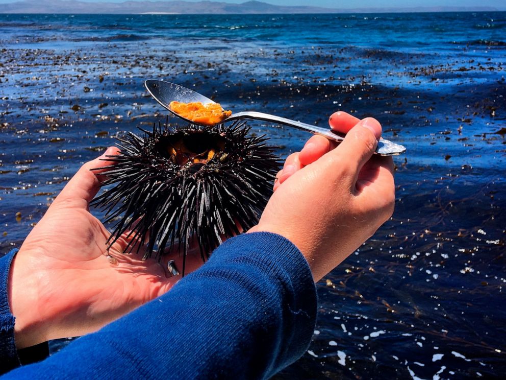 The Easiest Way to Remove Sea Urchin Spines