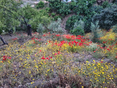 papaver rhoeas