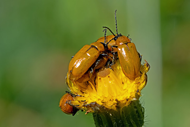 Exosoma lusitanicum the Daffodil Leaf Beetle
