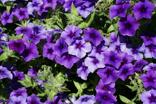 Phlox 'Intensia Blueberry' - Phlox hybride