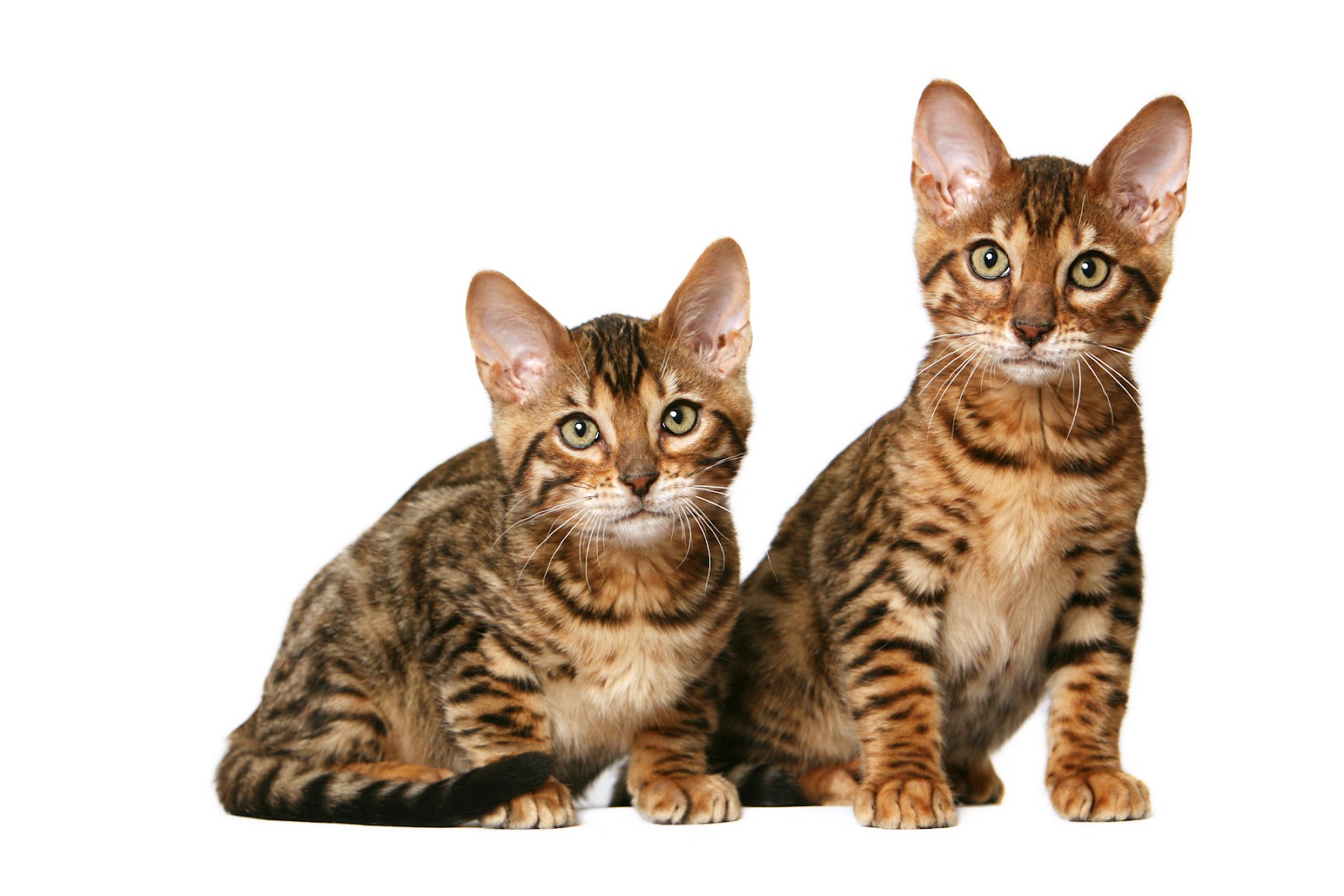 The 20 Cutest Cat Breeds on the Internet ~ Cool Stuff Directory