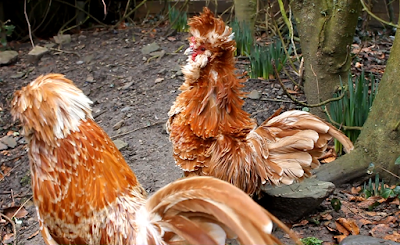 Frizzled and non frizzled Chamois Polish roosters/cockerels