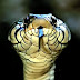 Φίδι... αγνώστου προελεύσεως στην Κρήτη, «σπέρνει» τον... πανικό!