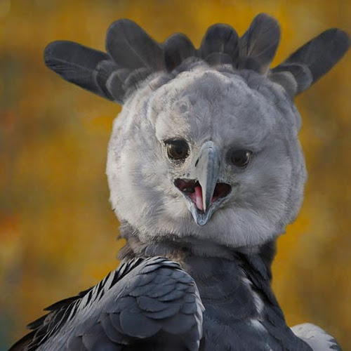 40 Lebih Foto Burung Elang Keren