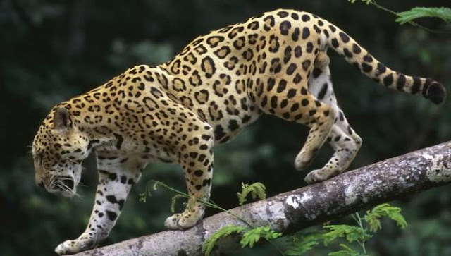 jaguar panther onca