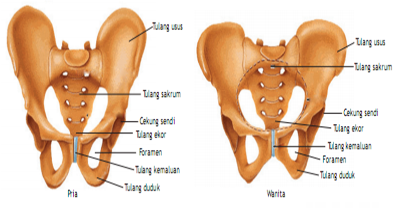 Rangka Manusia Gelang  Panggul 