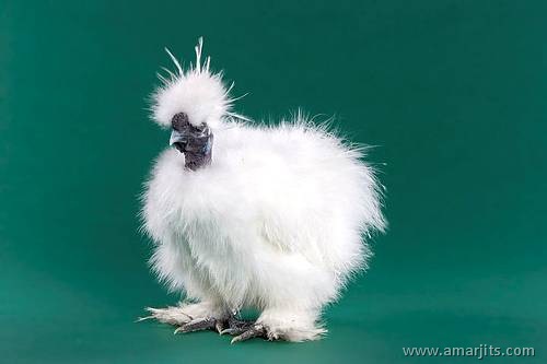 Cool-Chicks-amarjits-com (16)