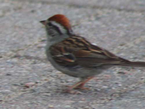 Sparrows