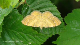 Camptogramma bilineata DSC172837