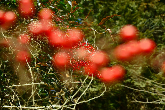 Nandina domestica