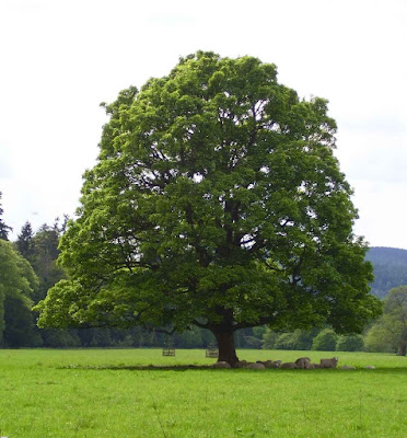 ID: A solitary Sycamore tree stands tall and full of green leaves in a grass field.