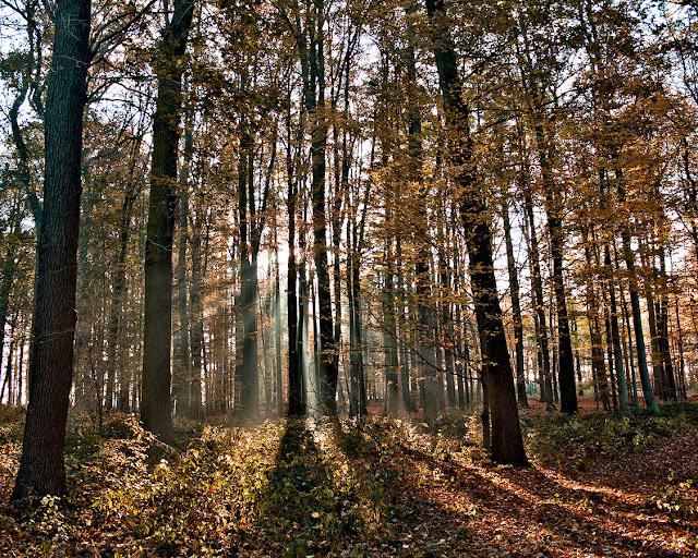 Die Sonne scheint durch das herbstlaub.