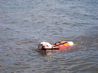 dog life jackets