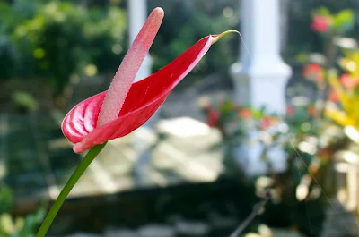 Foto Macro Bunga Yang Indah Di Taman