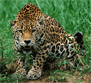 El jaguar o tigrea se asocian con el Nahual 04 - Ix