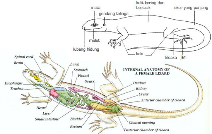 Reptil - Pendidikan Biologi