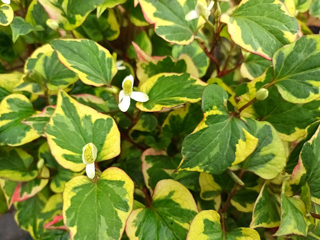 Planta camaleón (Houttuynia cordata "Chameleon").