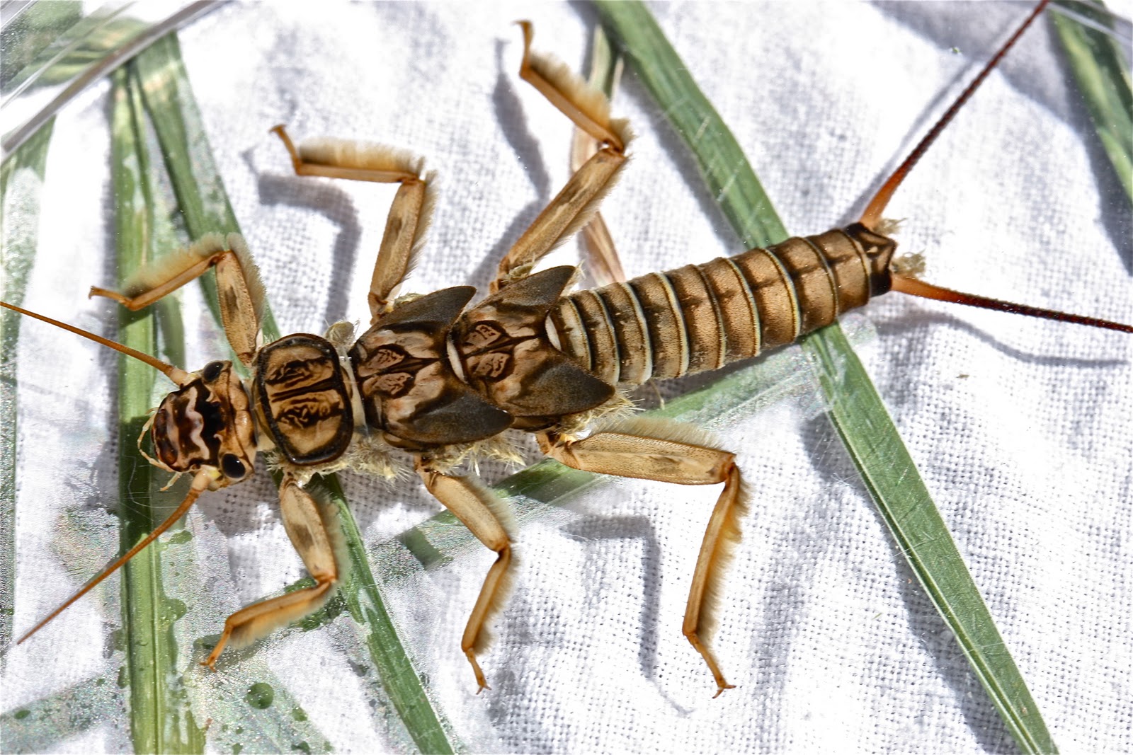 Aquatic Insects Of Central Virginia Genus Id Of