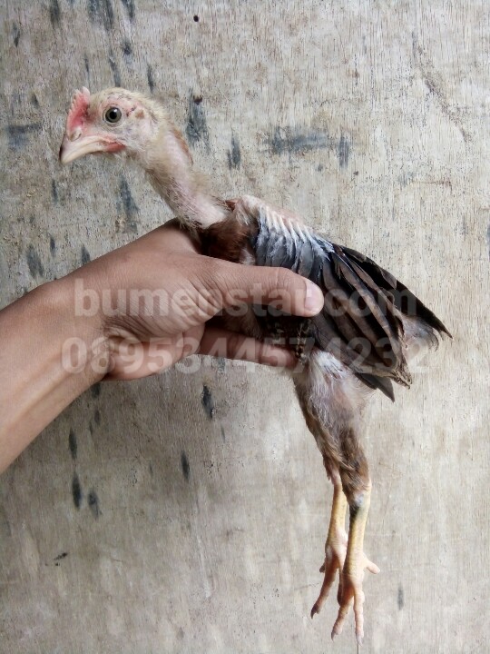 Ayam Pama Umur 1 Bulan (Borongan)