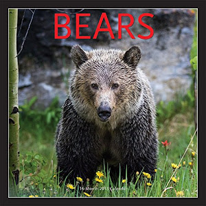 Bears 2018 12 x 12 Inch Monthly Square Wall Calendar by Wyman, Animals Wildlife Nature Bears