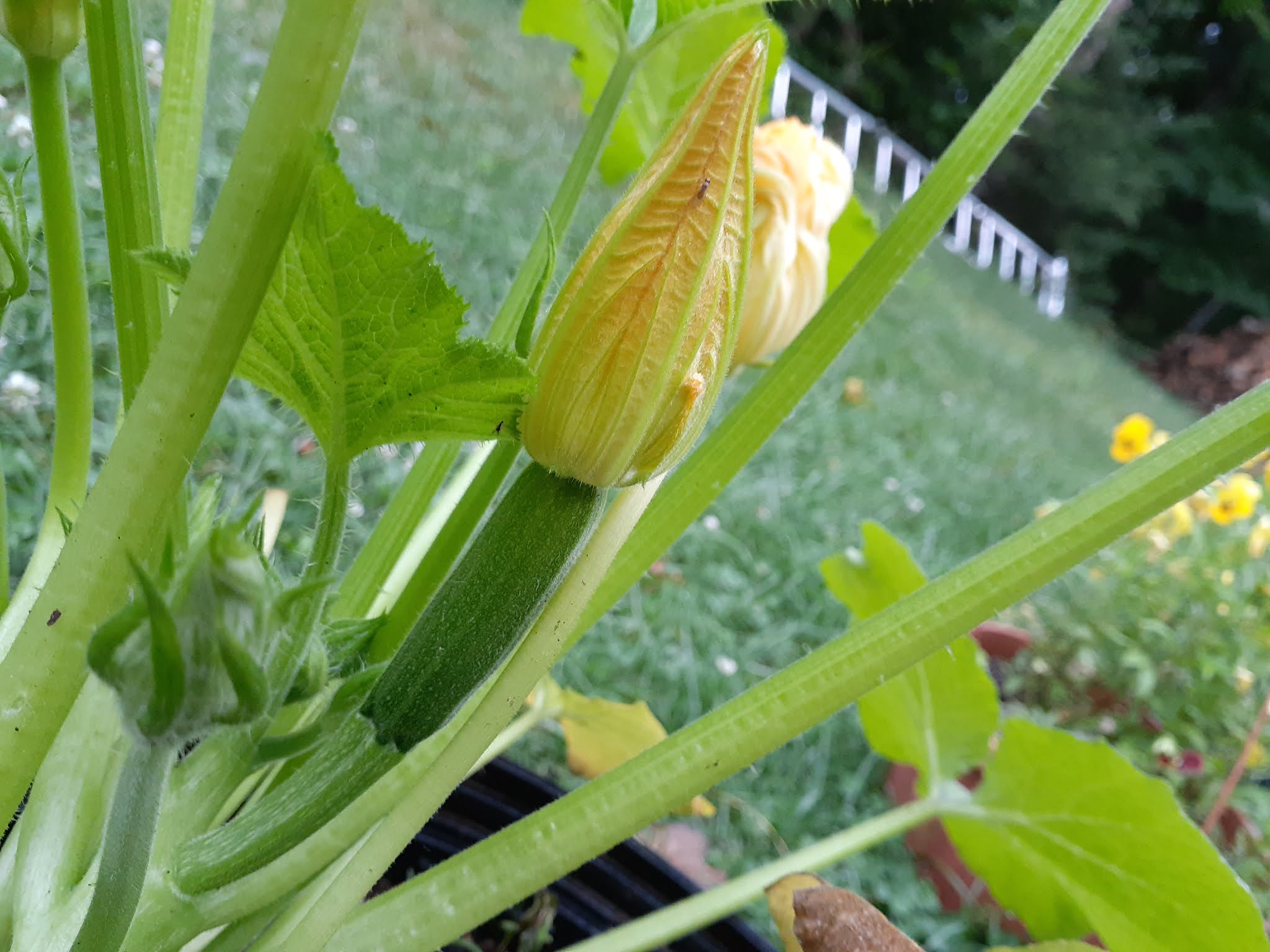 ズッキーニの人工授粉と雄花 雌花の見分け方