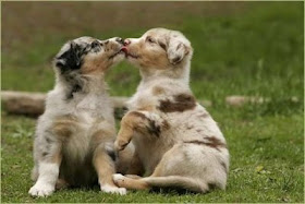really cute photo of puppies kissing so sweet