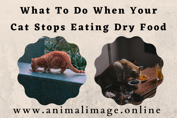 What To Do When Your Cat Stops Eating Dry Food