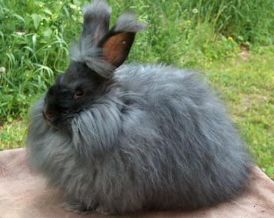 angora rabbit