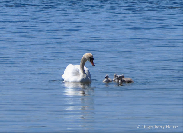 lingonberryhouse, laulujoutsen, swan, nature, luonto, lintu, bird, kesä, summer