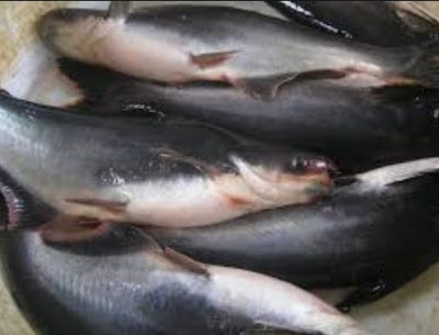 ikan patin konsumsi