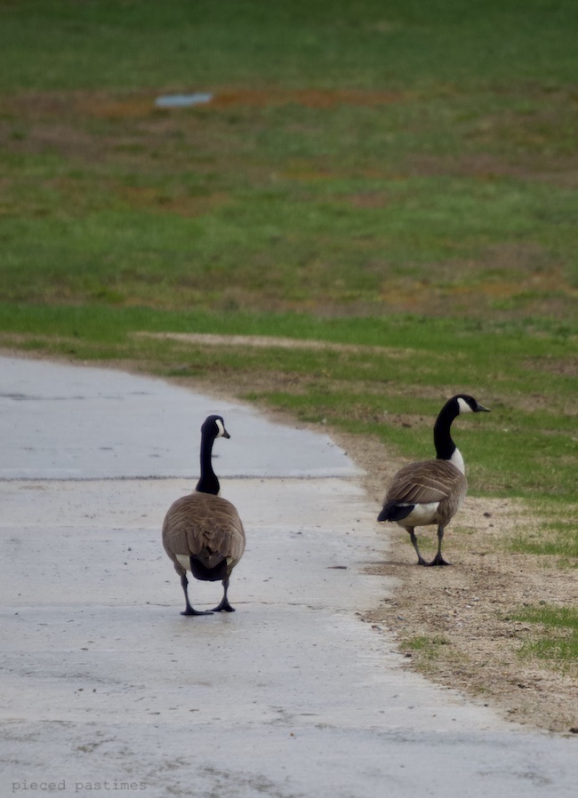 Canadian Geese at Pieced Pastimes