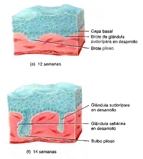 Sistema tegumentario piel glándula sudorípara