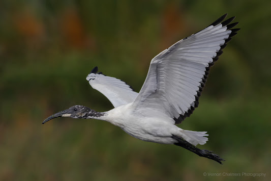 African Sacred Ibis Intaka Island Copyright Vernon Chalmers