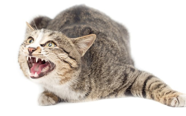 Motivos para seu gato ser agressivo