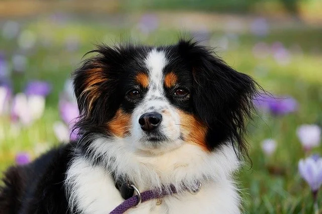 Australian Shepherd