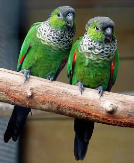 Image result for black capped conure