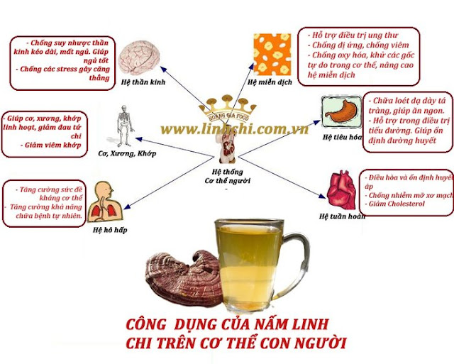 Các công dụng của nấm linh chi đỏ hàn quốc