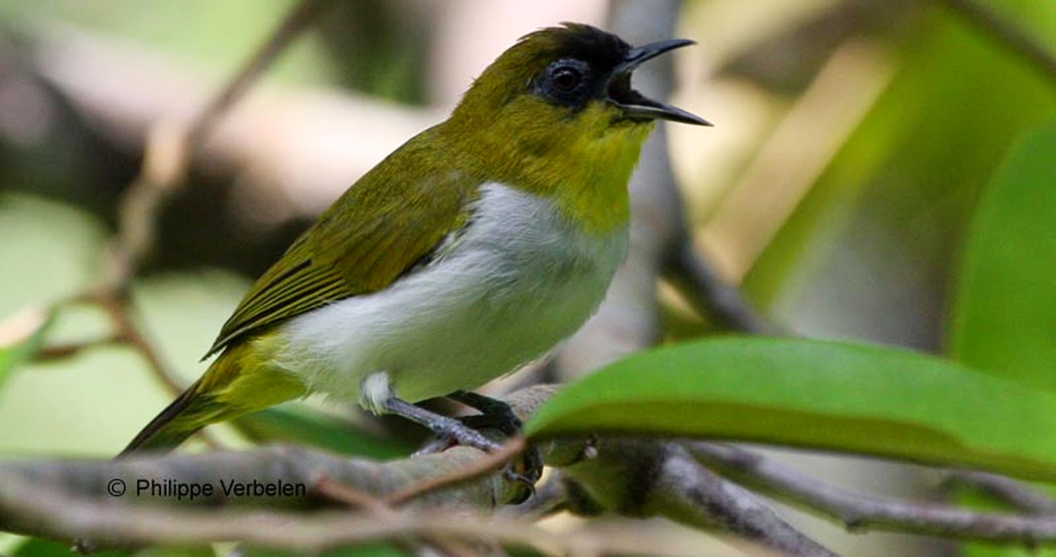 Kumpulan Foto Burung Pipit Terbaik FOTO BURUNG KICAU